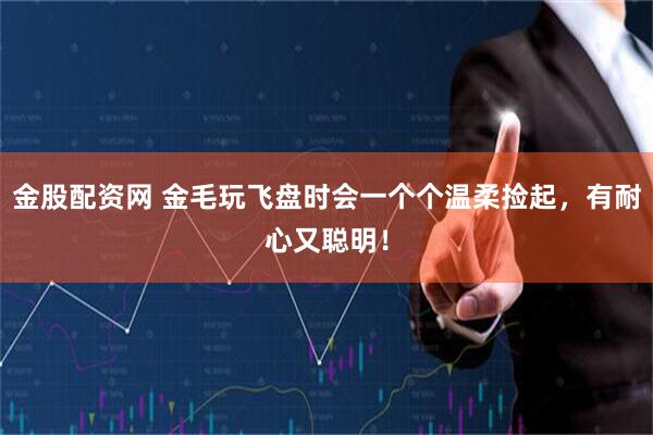 金股配资网 金毛玩飞盘时会一个个温柔捡起，有耐心又聪明！