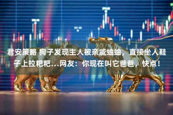 君安策略 狗子发现主人被亲戚蛐蛐，直接坐人鞋子上拉粑粑…网友：你现在叫它爸爸，快点！